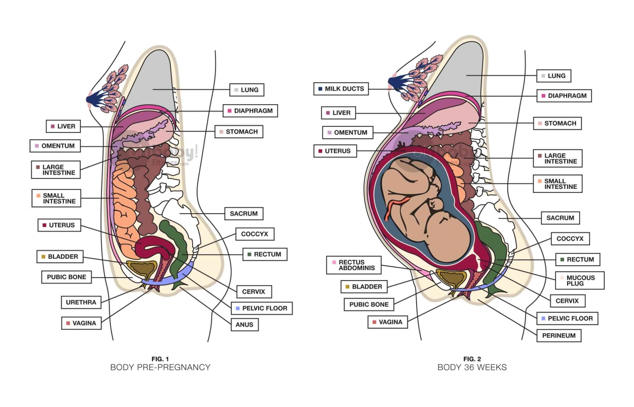 Diagrams of where the organs sit within the human body before pregnancy and during pregnancy. 